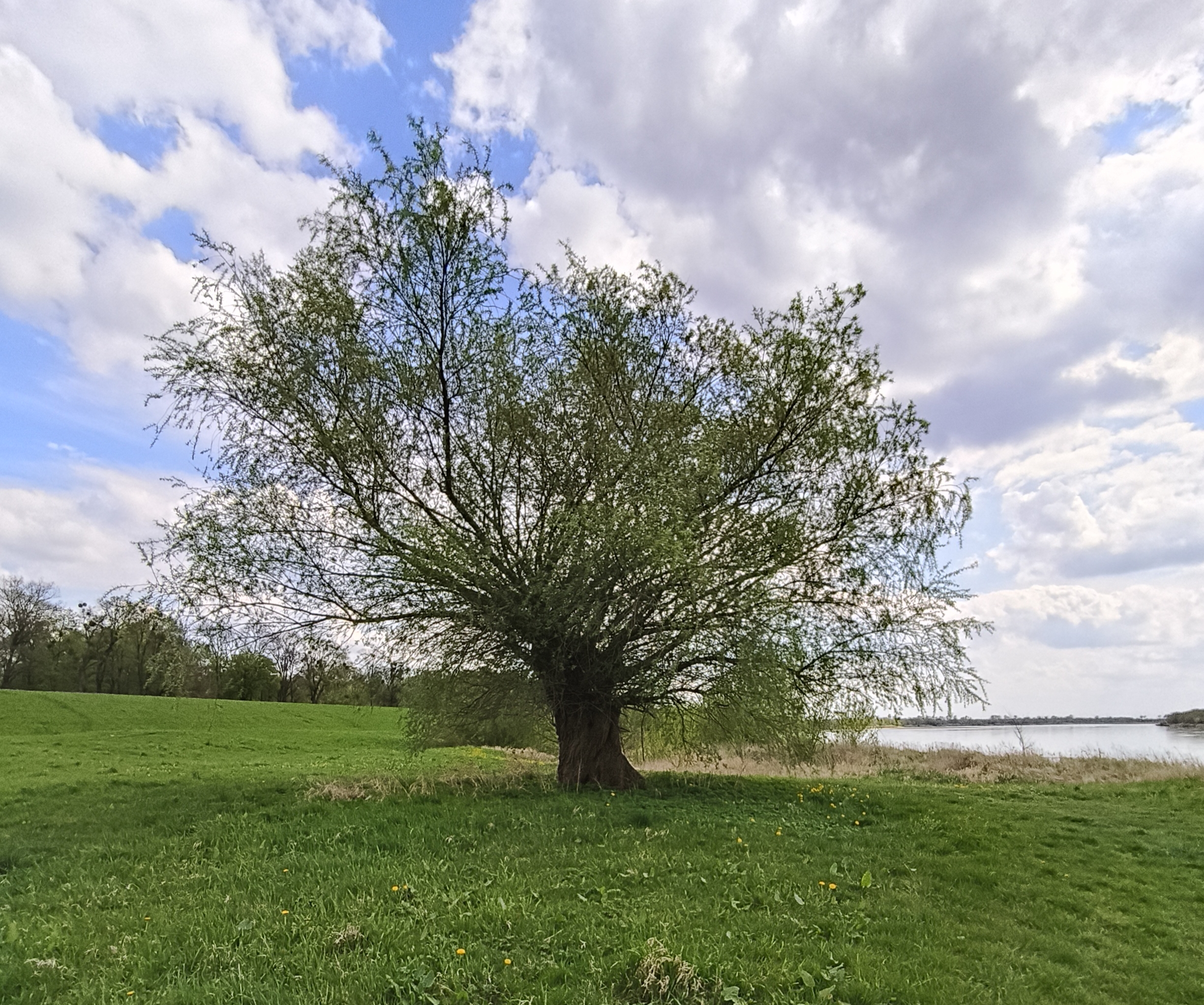 Zdjęcie przedstawia dorodne drzewo rosnące na łące niedaleko rzeki w otoczeniu wielu hektarów zieleni. Drzewo wyróżnia się swoim umiejscowieniem i wielkością na tle naturalnego krajobrazu Żuław Wiślanych.